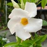 Mandevilla boliviensis Blüte