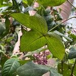 Fuchsia paniculata Blad