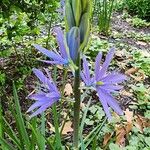 Camassia quamash 花