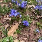 Scilla forbesii Flor