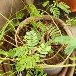 Prosopis cineraria Leaf