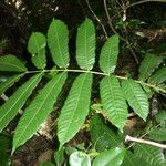 Pometia pinnata Leaf