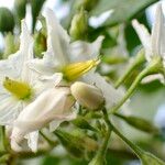 Solanum torvum 花