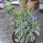 Peperomia dolabriformis Folha