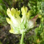 Trifolium fucatum 花