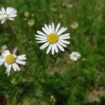 Tripleurospermum inodorumFlower