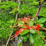 Embothrium coccineum പുഷ്പം