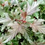 Physocarpus opulifolius برگ