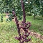 Veratrum nigrum Flower