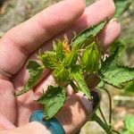 Hibiscus laevis Květ