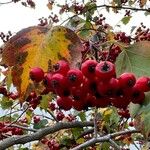 Crataegus phaenopyrum Плід