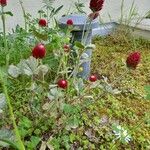 Trifolium incarnatum عادت داشتن