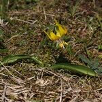 Erythronium grandiflorum Habitus