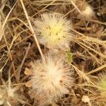 Trifolium cherleri Fruit