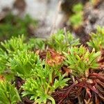 Saxifraga trifurcata Blatt