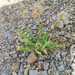 Lamarckia aurea Květ