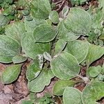 Antennaria plantaginifolia Levél