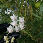 Gomphocarpus fruticosus Квітка