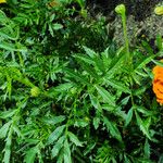 Tagetes erecta Levél