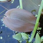 Potamogeton natans Fruit