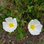 Cistus salviifolius 花