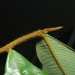 Piptostigma mortehanii Blad