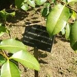 Cryptostegia grandiflora Altres