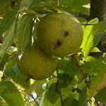 Juglans californica Плод