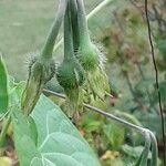 Ipomoea purpurea Fruto