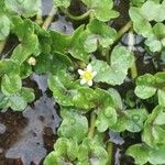 Ranunculus hederaceus Çiçek