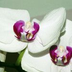 Phalaenopsis × intermedia Květ