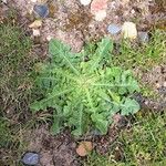 Crepis bursifolia Fulla