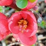 Chaenomeles speciosa Flower
