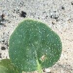Abronia latifolia Leaf