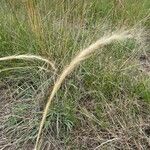 Aristida adoensis Hoja