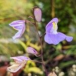 Utricularia humboldtii 花