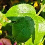 Passiflora manicata Blatt