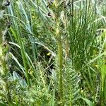 Pedicularis mixta Leaf