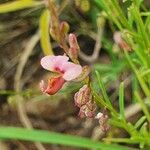 Polygala amboniensis Flor