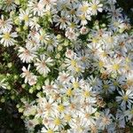 Symphyotrichum ericoides Květ