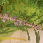 Melaleuca viminalis Fruit