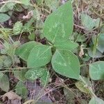 Desmodium intortum Blatt