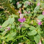 Impatiens balfouri ᱵᱟᱦᱟ