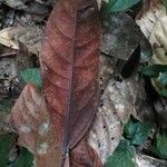Cola acuminata Лист