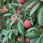 Cornus capitata Fruit