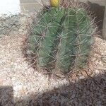 Ferocactus herrerae Corteccia