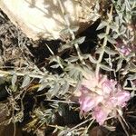 Astragalus angustifolius 葉