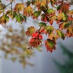 Acer japonicumLeaf