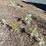 Asclepias eriocarpa Levél