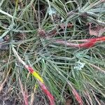 Tillandsia schiedeana Alkat (teljes növény)